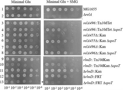 Studies on the Regulation of (p)ppGpp Metabolism and Its Perturbation Through the Over-Expression of Nudix Hydrolases in Escherichia coli